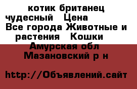 котик британец чудесный › Цена ­ 12 000 - Все города Животные и растения » Кошки   . Амурская обл.,Мазановский р-н